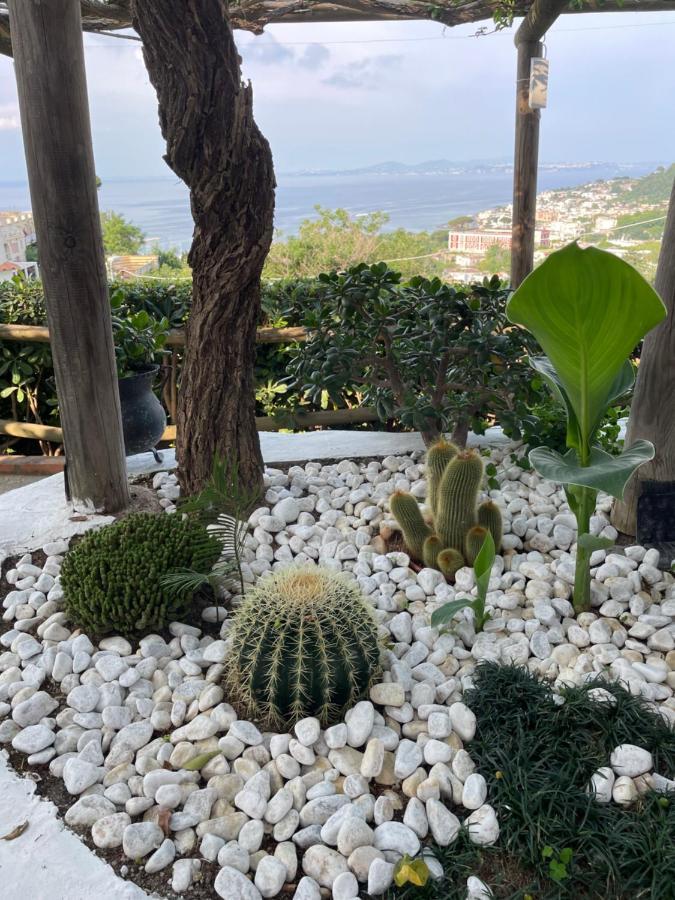 Guesthouse Coralba Casamicciola Terme Eksteriør billede